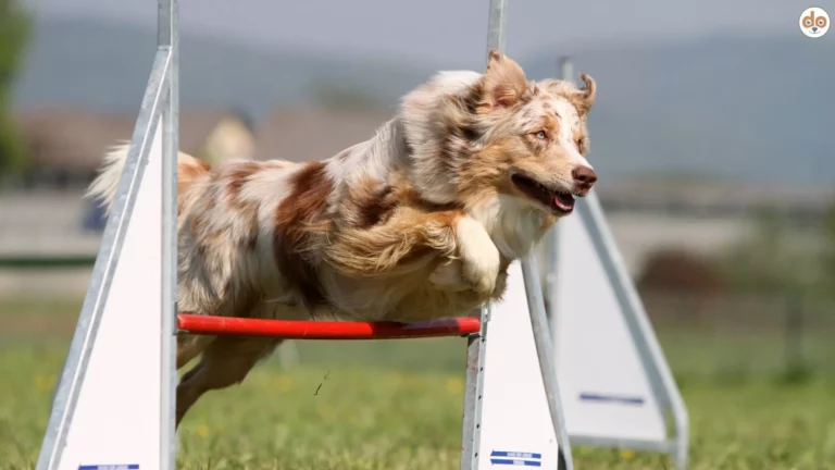 Aussie bei Agility im Sprung