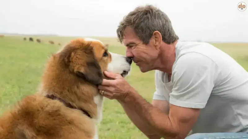 Bailey aus A Dog’s Purpose (2017): Ein treuer Begleiter durch die Leben