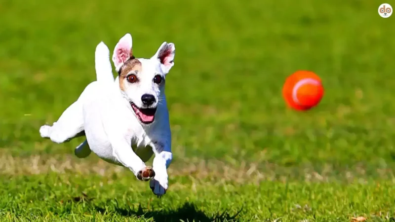 Balljunkie – Wenn Dein Hund nicht genug vom Ballspielen bekommt