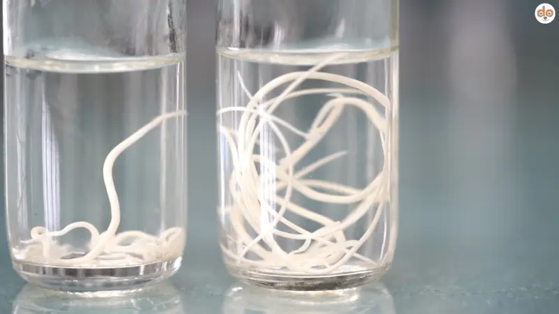 Echinococcus spp.: Der Fuchsbandwurm und seine Verwandten