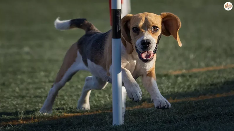 Agility für Senioren: So bleibt Dein älterer Hund fit und gesund