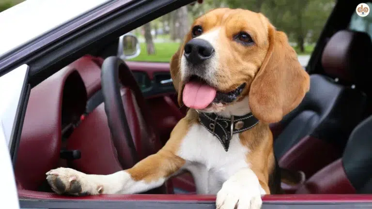 Beagle am Lenkrad als Halbstarker