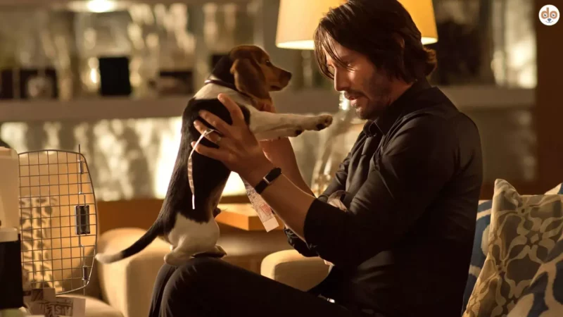 Der Beagle, der alles veränderte: Daisy aus John Wick