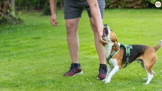Beagle reagiert reaktive