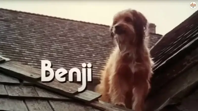 Benji aus “Benji” (1974): Der liebenswerte Mischling, der Herzen eroberte