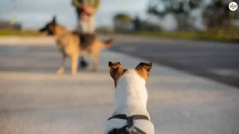 Wenn Dein Hund andere Hunde anpöbelt – Ursachen und Lösungen