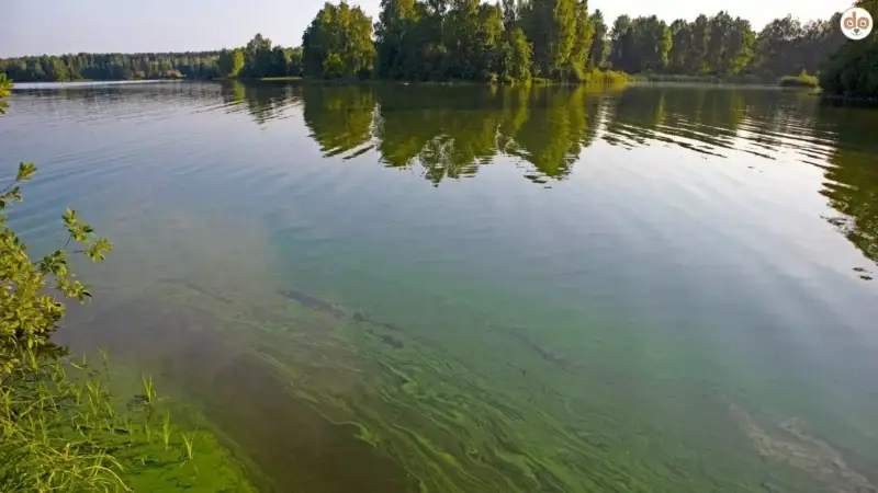 Blaualgen