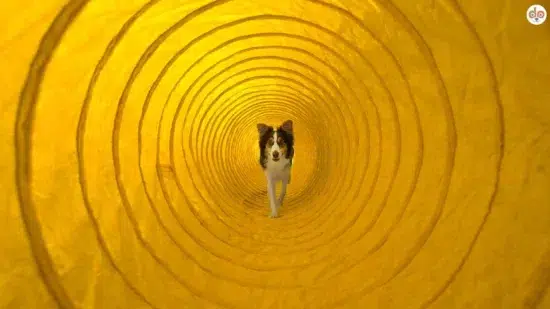 Border in Agility Röhre