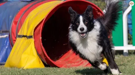 Boder rennt bei Agility aus Tunnel