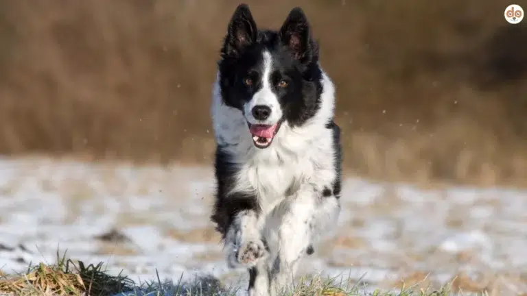 Border rennt im Winter