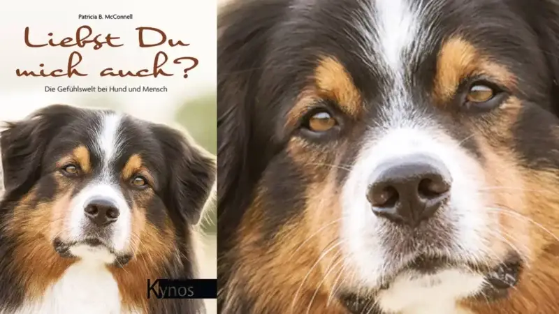 Buchempfehlung: Liebst du mich auch?: Die Gefühlswelt bei Hund und Mensch
