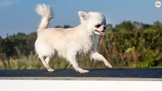 Chihuahua Agility