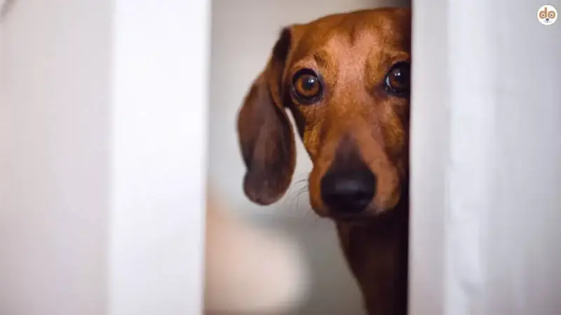 Hunde und ihre Ängste: Ein Ratgeber für Hundebesitzer
