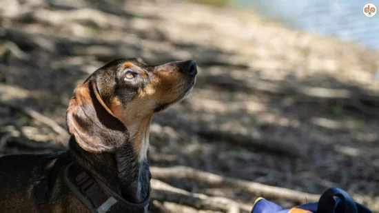 Dackel am Strand im Schatten
