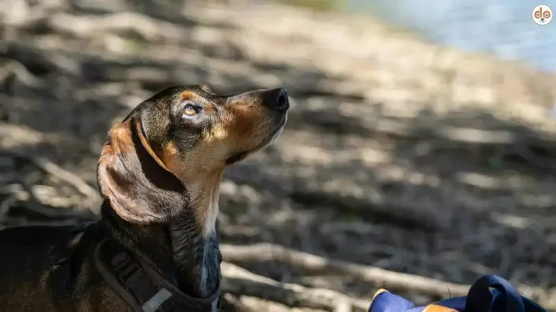 Von der Nordsee bis zu den Alpen: Hundeferien in Deutschland – Für jeden Geschmack das Richtige