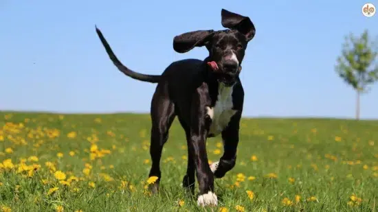 Deutsche Dogge auf Wiese