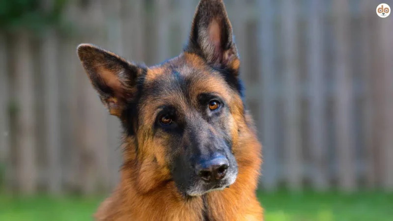 Mit Hund durch Deutschland: Die schönsten Orte für unvergessliche Abenteuer