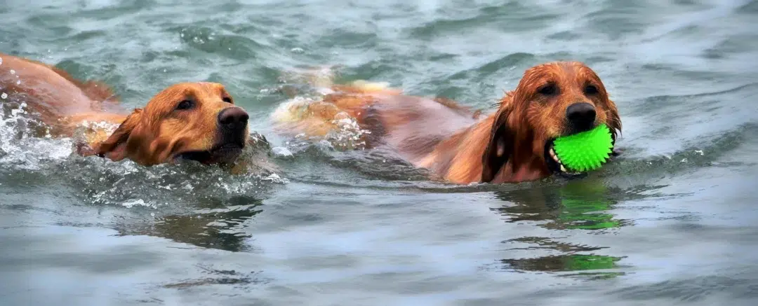 dogs-1642348_1920