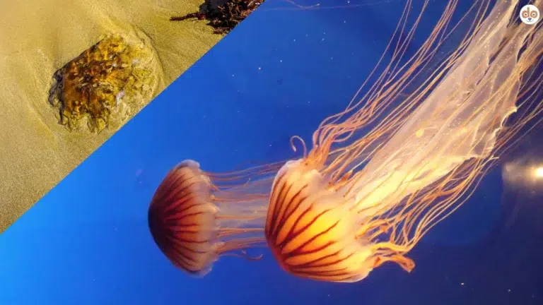 Feuerquallen im Meer und am Strand