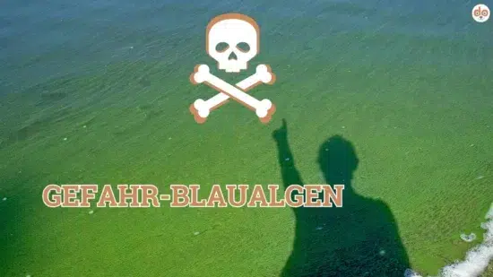 Gefahr - Warnung vor Blaualgen