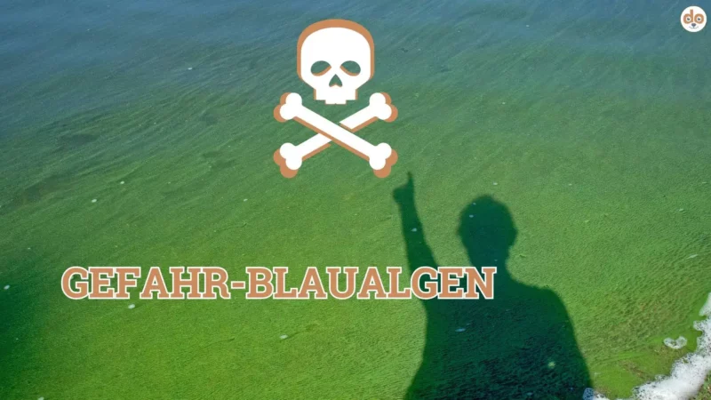 Blaualgen Saison!