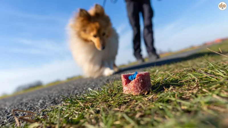 Giftköder: Gefahr für deinen Hund – So schützt du deinen Vierbeiner