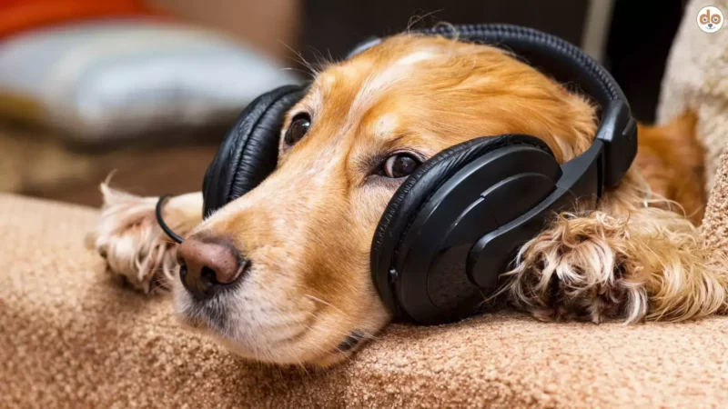 Hund hat Angst vor Feuerwerk? Braunes Rauschen