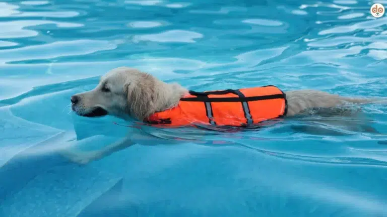 Golden Retriever mit Schwimmweste