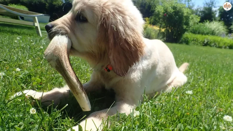 Wieso Kaffeholz und Hirschgeweih schlecht für Hunde sind