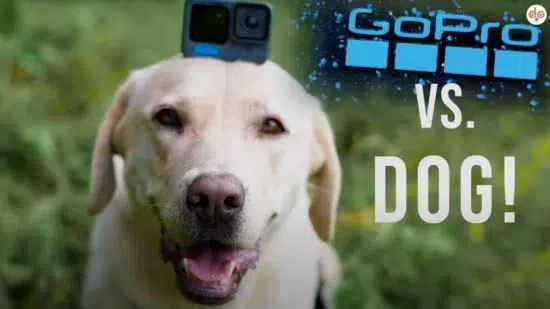 GoPro vs. Hund
