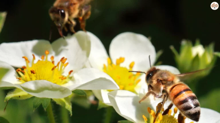 Closeup von zwei Honigbienen an weisser Bluete