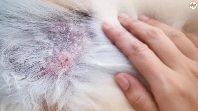 Hot Spots bei Hunden: Eine große Gefahr im Sommer und wie Du sie verhindern kannst
