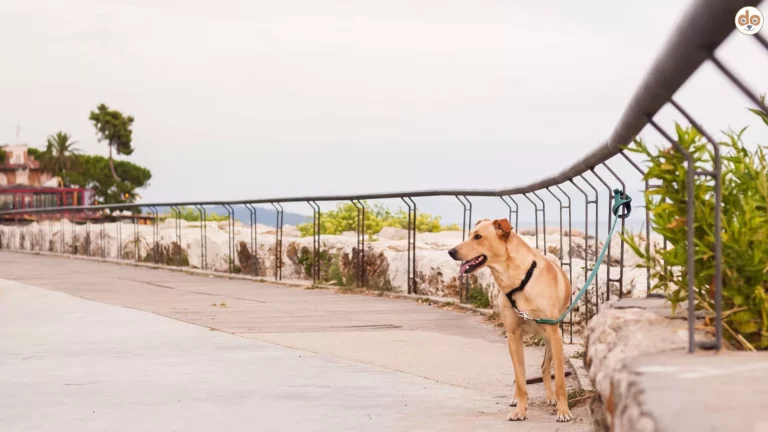 Hund an Strassenrand angebunden