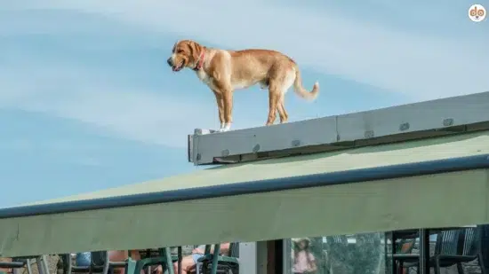 Hund auf Dach