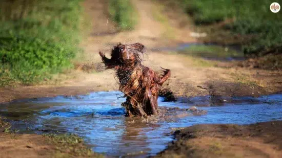 Hund badet in Pfütze