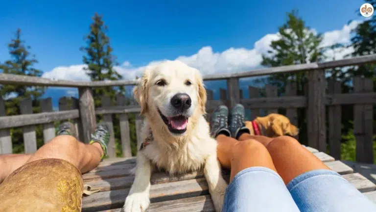 Hund auf Terrasse in den Bergen