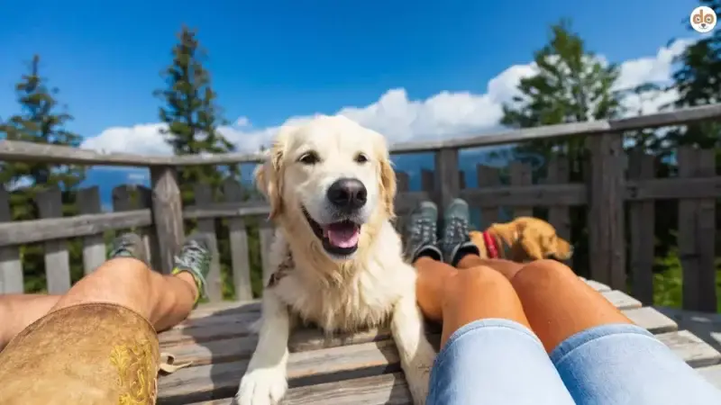 Hund auf Terrasse in den Bergen