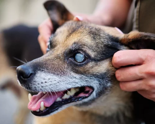 Hund blind, trübe Augen