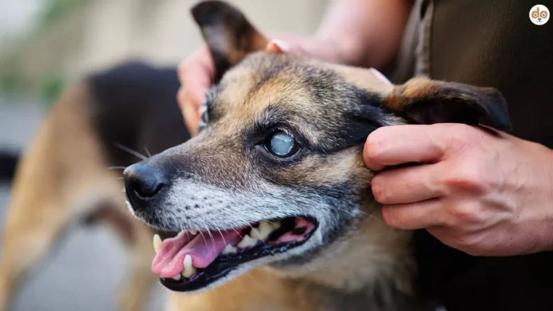 Wenn der Hund blind ist: Ursachen, Hilfsmittel und Tipps für ein erfülltes Leben