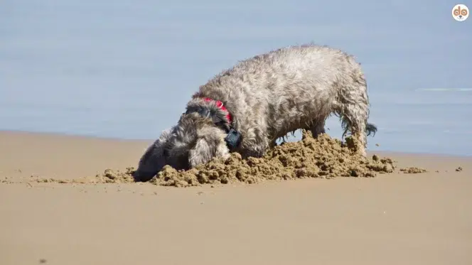 Hund buddelt im Sand