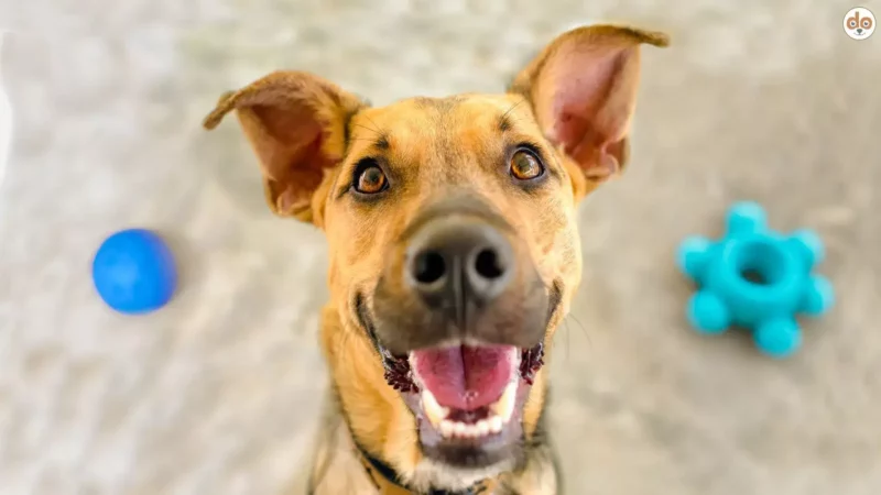 Was tun, wenn Dein Hund hyperaktiv ist