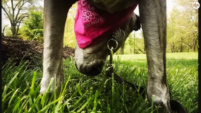 Hund frisst Gras