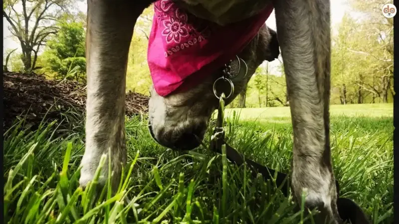 Warum Hunde Gras fressen