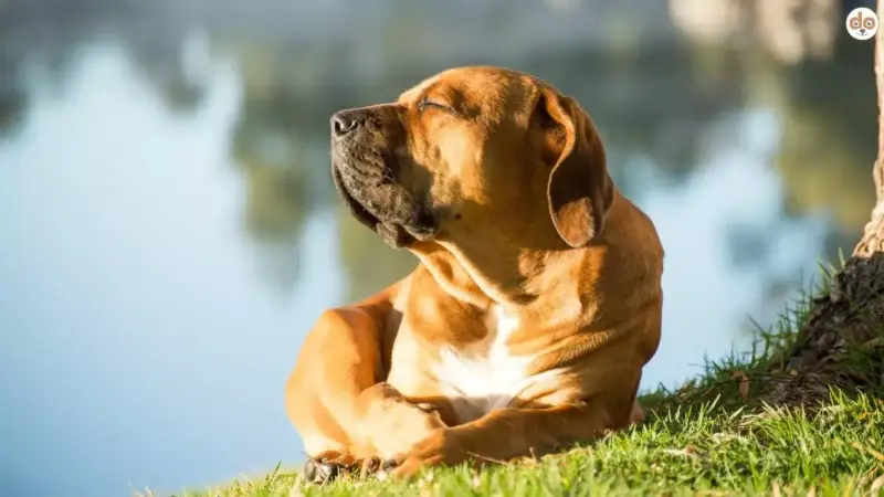 Warum Hunde das Sonnenbaden so lieben