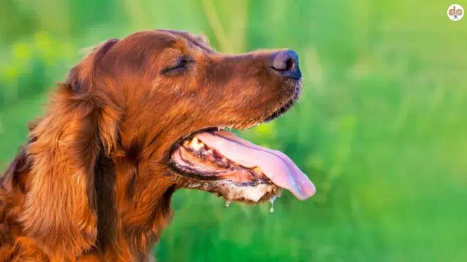 Hund hat heiss - Überhitzung