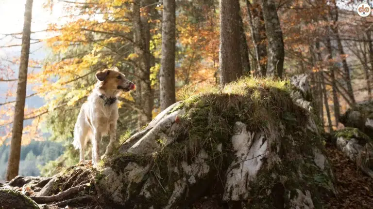 Hund im Herbst Wald auf Entdeckungstour