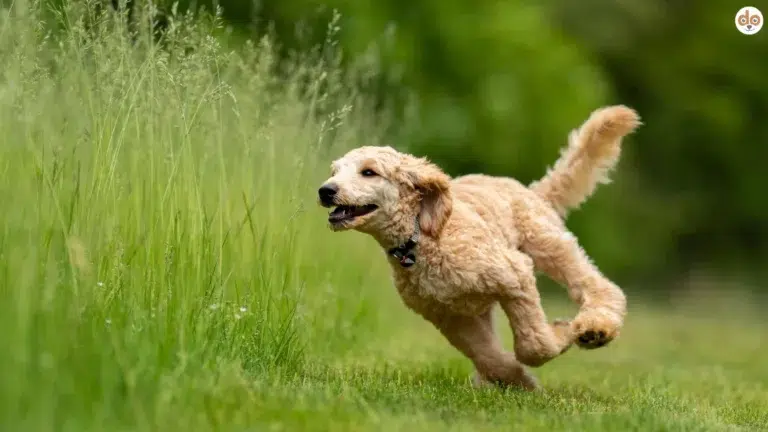 Hund rennt ins hohe Gras