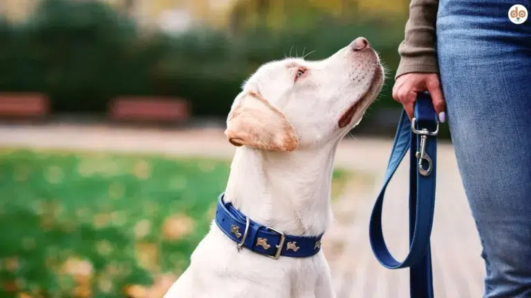 Hund schaut Halterin an