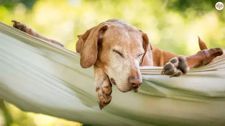 Hund schläft in der Hängematte