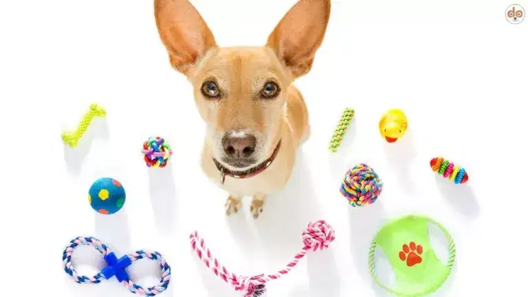 Hund mit verschiedenen Spielsachen